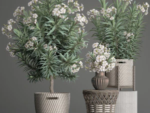 collection nerium oleander 2 3D Model