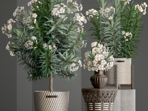 collection nerium oleander 2 3D Модель