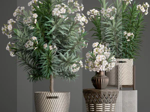 collection nerium oleander 2 3D Model