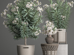 collection nerium oleander 2 3D Модель