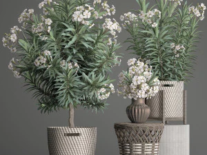 collection nerium oleander 2 3D Model