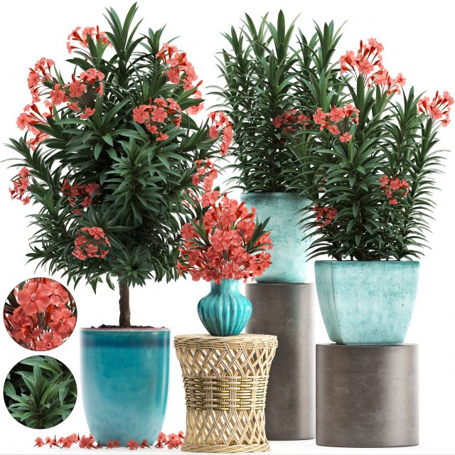 collection nerium oleander red 3D Model .c4d .max .obj .3ds .fbx .stl .blend