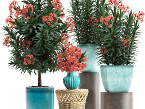 collection nerium oleander red Modelo 3D