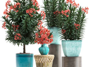 collection nerium oleander red 3D Model