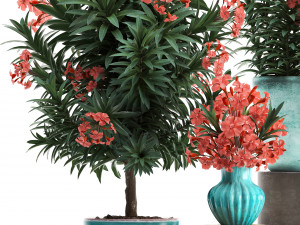 collection nerium oleander red Modelo 3D