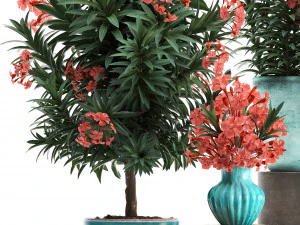 collection nerium oleander red 3D Model