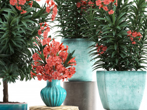 collection nerium oleander red Modelo 3D