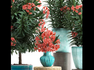 collection nerium oleander red 3D Model