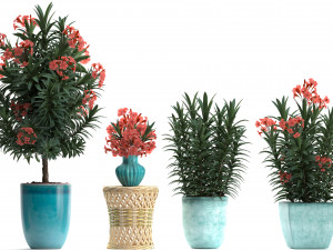 collection nerium oleander red Modelo 3D