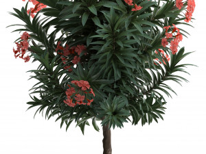 collection nerium oleander red Modelo 3D