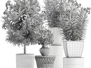 collection nerium oleander red 3D Model