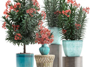collection nerium oleander red 3D Model