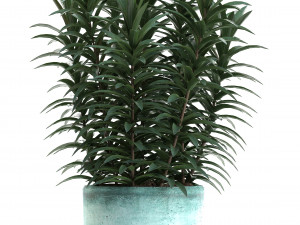 collection nerium oleander red Modelo 3D