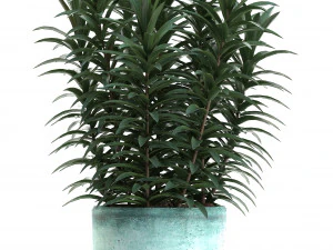 collection nerium oleander red 3D Model