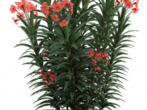 collection nerium oleander red 3D Model