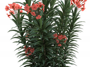 collection nerium oleander red Modelo 3D