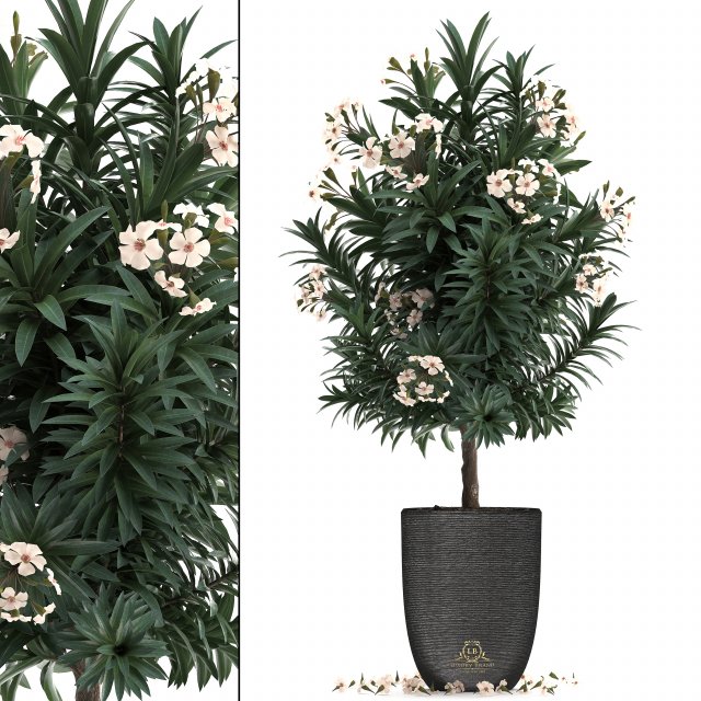 collection nerium oleander 01 3D 모델 .c4d .max .obj .3ds .fbx .stl .blend 