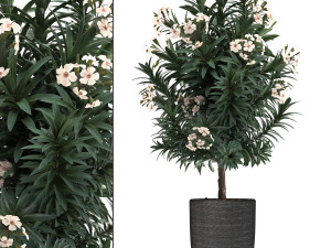 collection nerium oleander 01 Model 3D