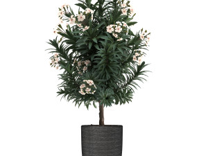 collection nerium oleander 01 3D 모델