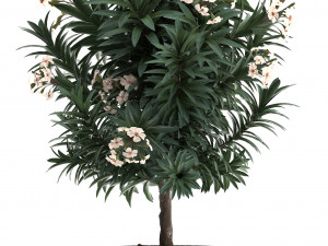 collection nerium oleander 01 3D 모델