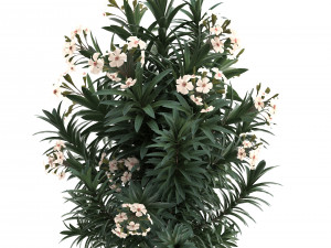 collection nerium oleander 01 3D 모델