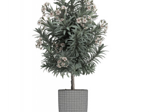 collection nerium oleander 01 3D 모델