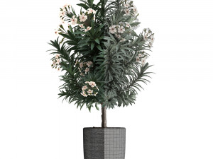 collection nerium oleander 01 3D 모델