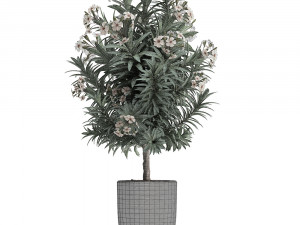 collection nerium oleander 01 3D 모델