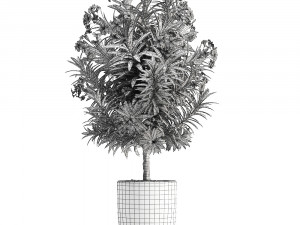 collection nerium oleander 01 3D 모델