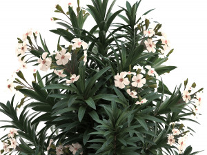 collection nerium oleander 01 3D 모델