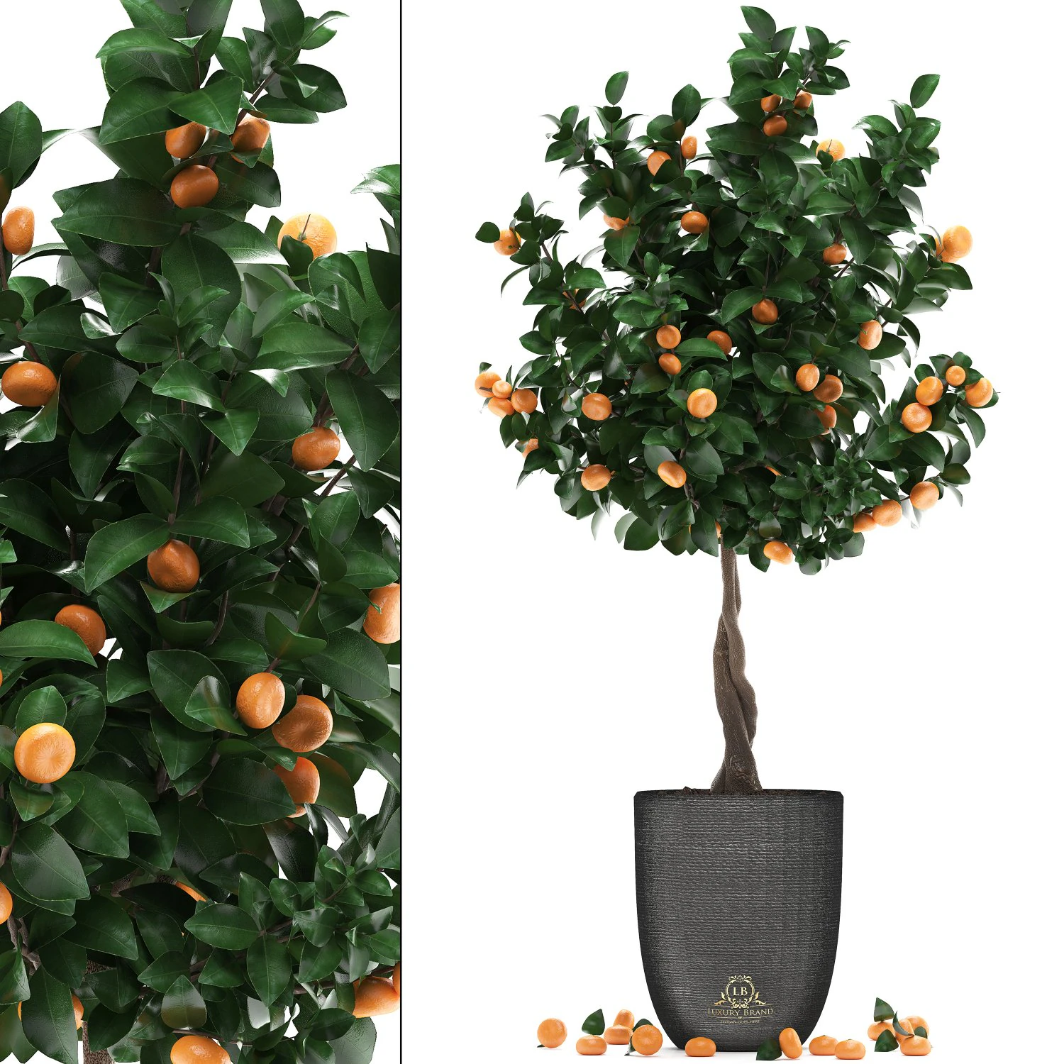 mandarin tree with fruit 2 3D Model .c4d .max .obj .3ds .fbx .stl .blend 