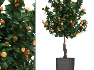 mandarin tree with fruit 2 3D Model