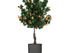 mandarin tree with fruit 2 3D Model