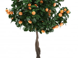 mandarin tree with fruit 2 3D Model