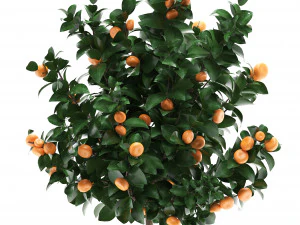 mandarin tree with fruit 2 3D Model