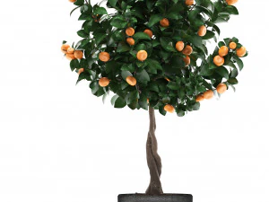mandarin tree with fruit 2 3D Model