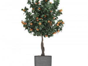 mandarin tree with fruit 2 3D मॉडल