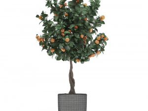mandarin tree with fruit 2 3D Model