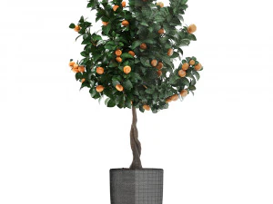 mandarin tree with fruit 2 3D Model