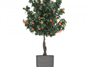 mandarin tree with fruit 2 3D मॉडल