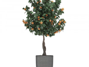 mandarin tree with fruit 2 3D Model