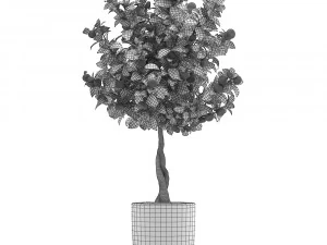 mandarin tree with fruit 2 3D Model