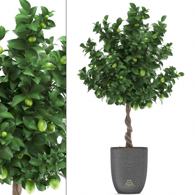 lemon tree with fruit 2 3D Model .c4d .max .obj .3ds .fbx .stl .blend 