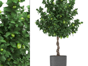 lemon tree with fruit 2 3D Model