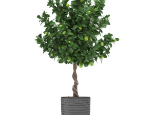 lemon tree with fruit 2 3D Model