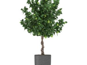 果物のあるレモンの木 2 3Dモデル