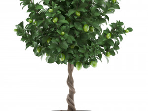 lemon tree with fruit 2 3D Model