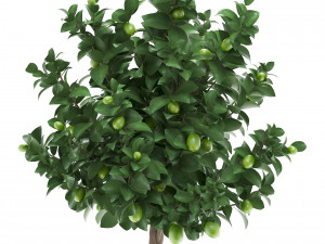 lemon tree with fruit 2 3D Model