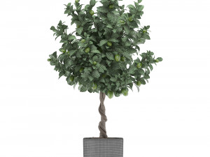 lemon tree with fruit 2 3D Model
