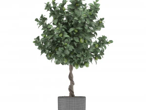 果物のあるレモンの木 2 3Dモデル